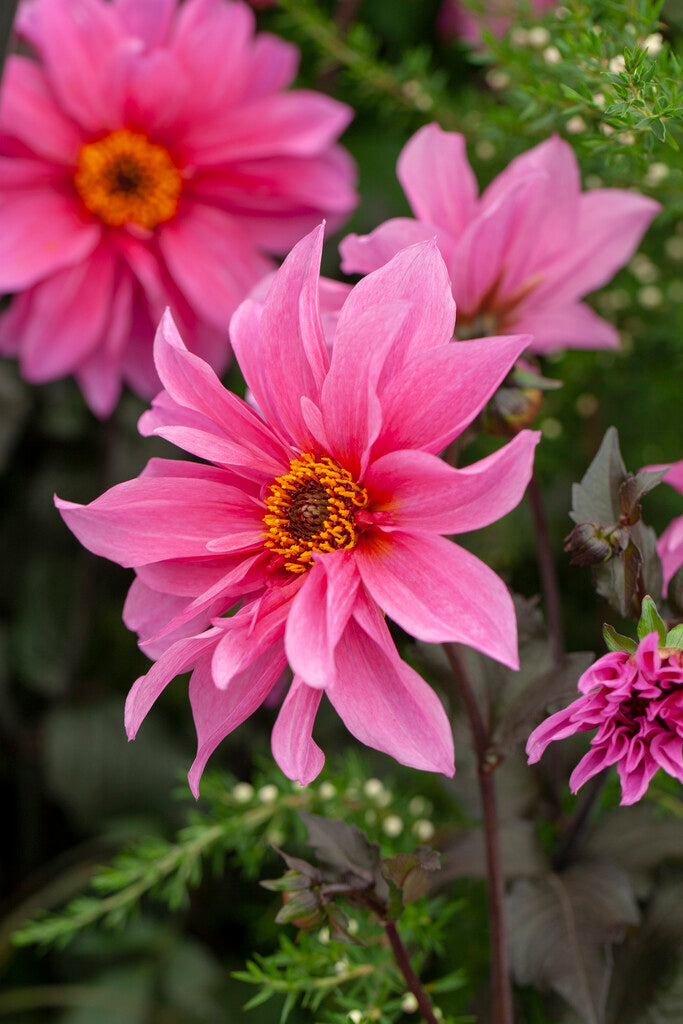 Dahlia Border Fascination 1-pakning